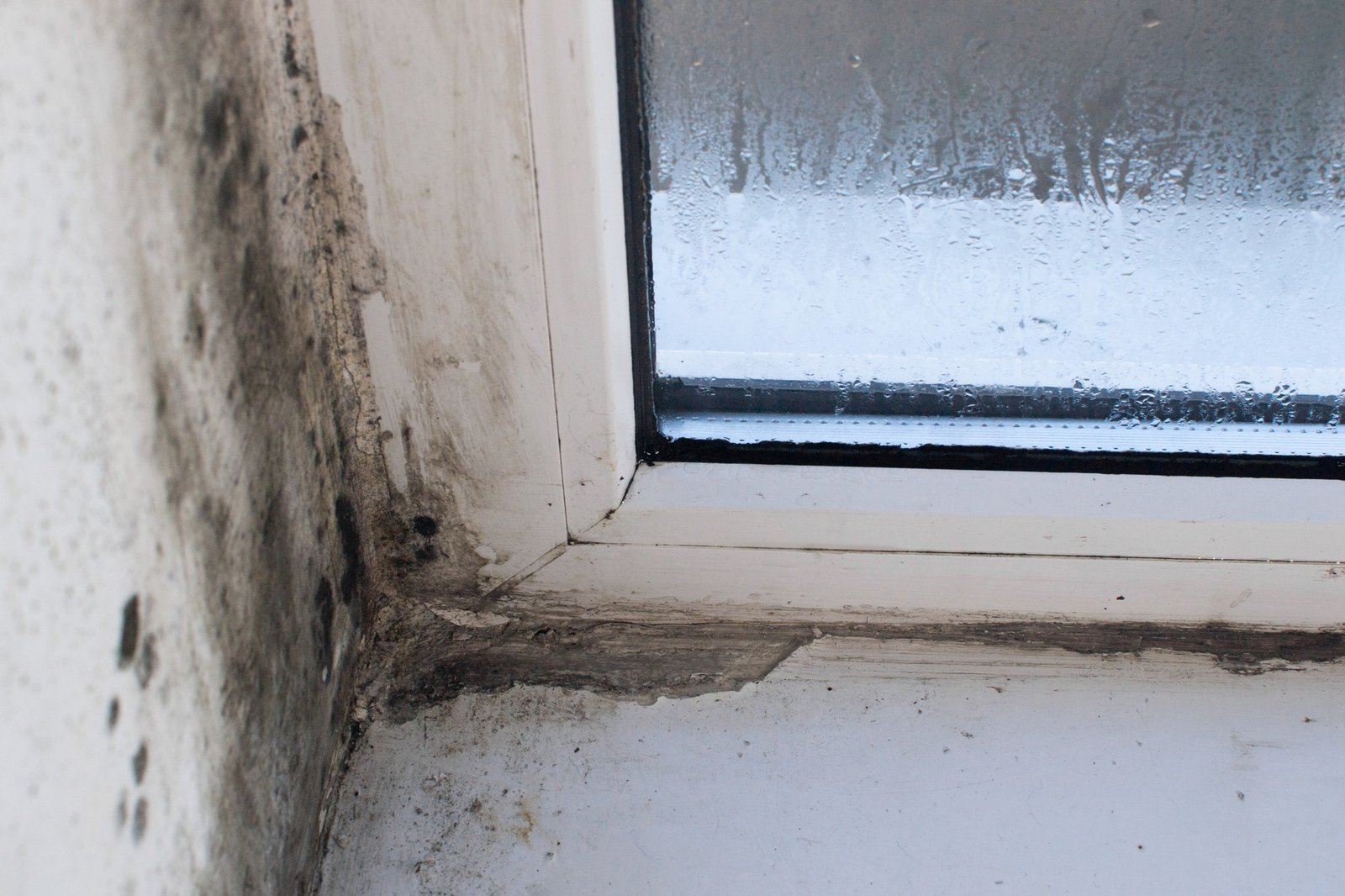 Schimmel am Fenster entfernen